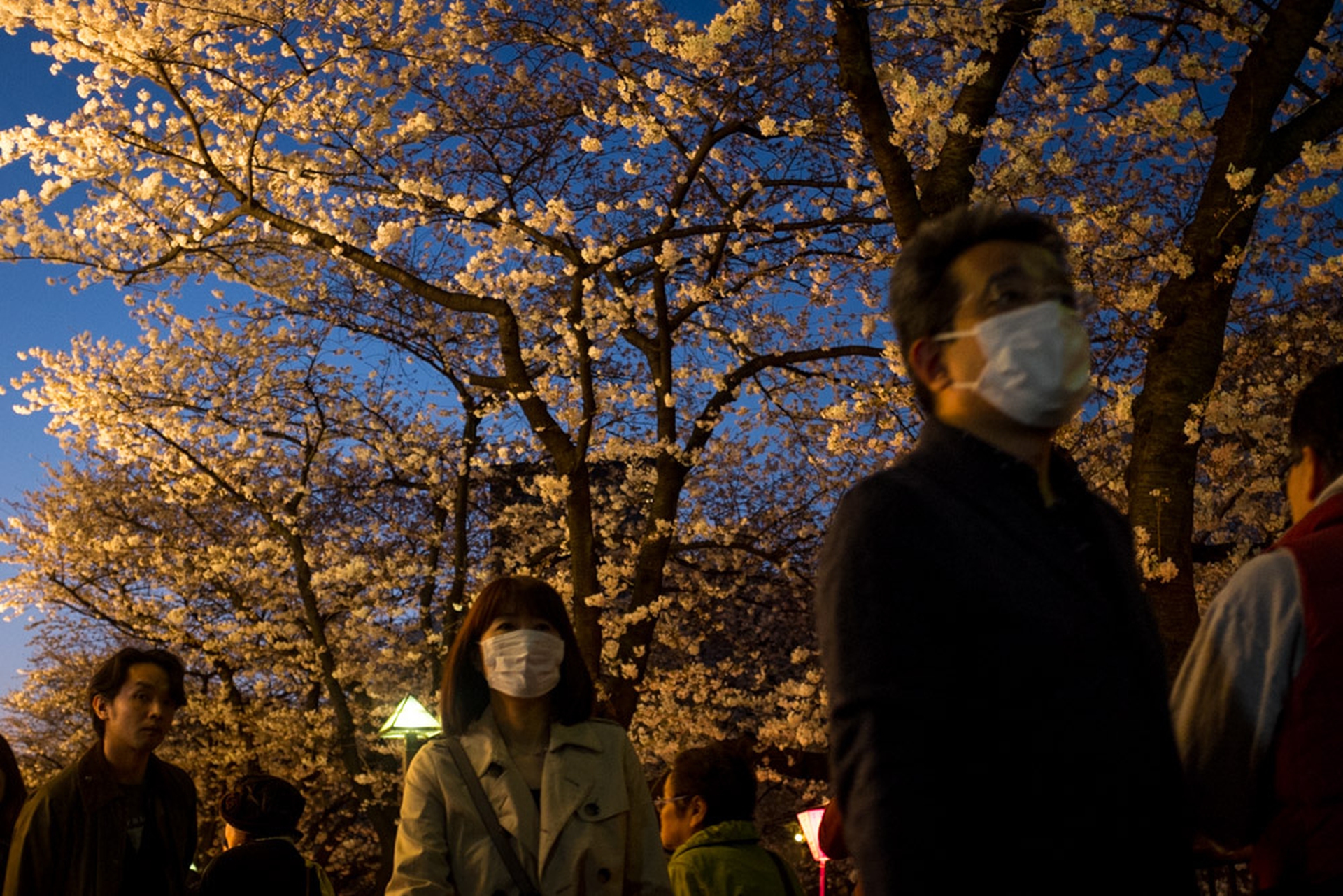 Hanami celebration of the blossoming of cherry trees