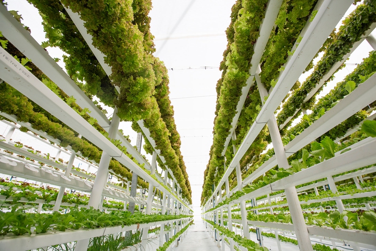 L’agricoltura verticale come soluzione per avere più cibo e meno emissioni 3 vertical farming