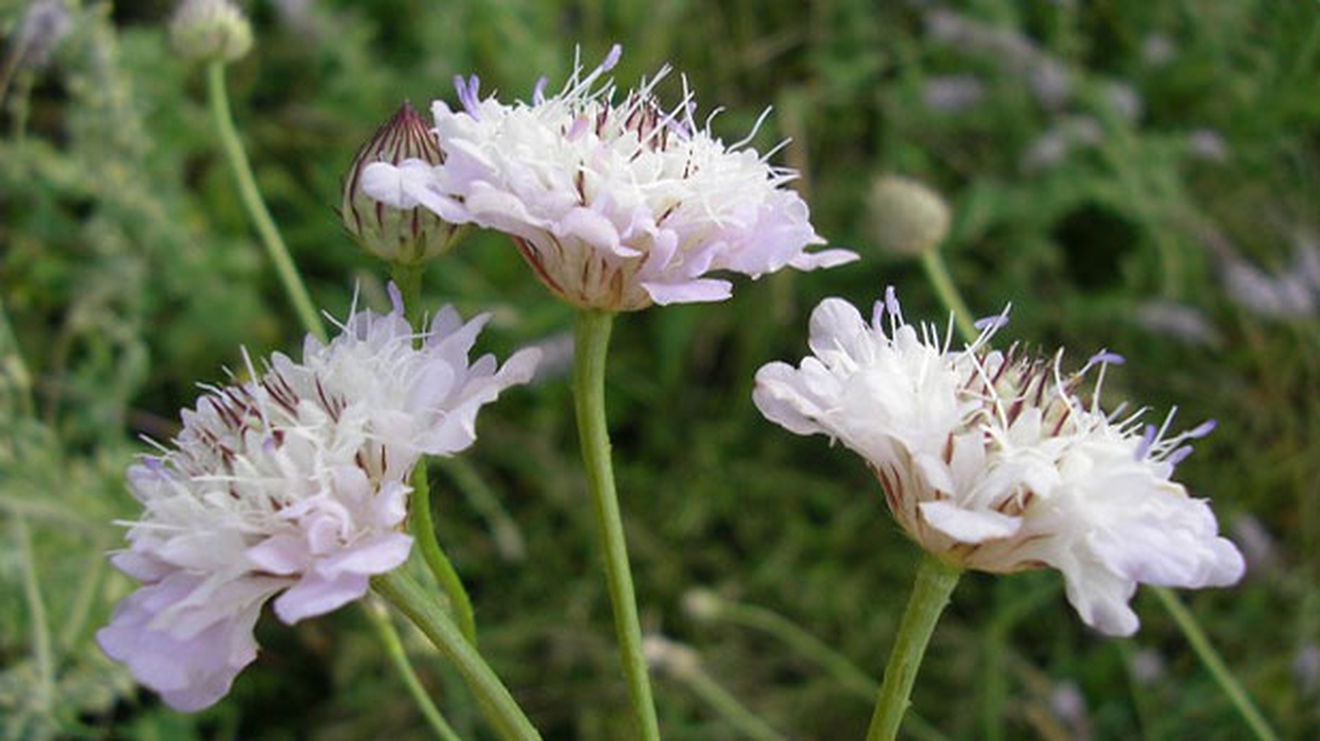 Il fiore che salva le api