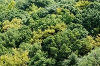 Cosa stanno facendo i produttori di viscosa e rayon contro la deforestazione