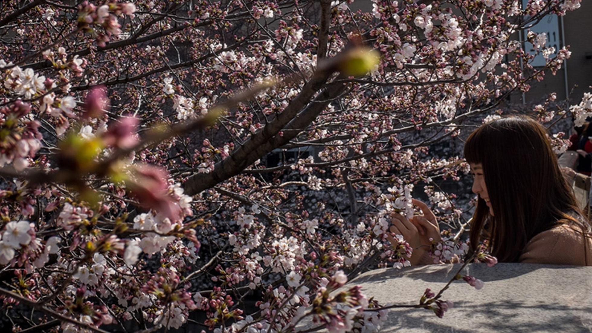 I ciliegi sono in fiore, in Giappone si festeggia l'hanami - LifeGate