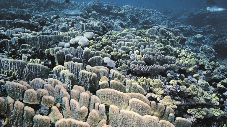 sbiancamento-coralli