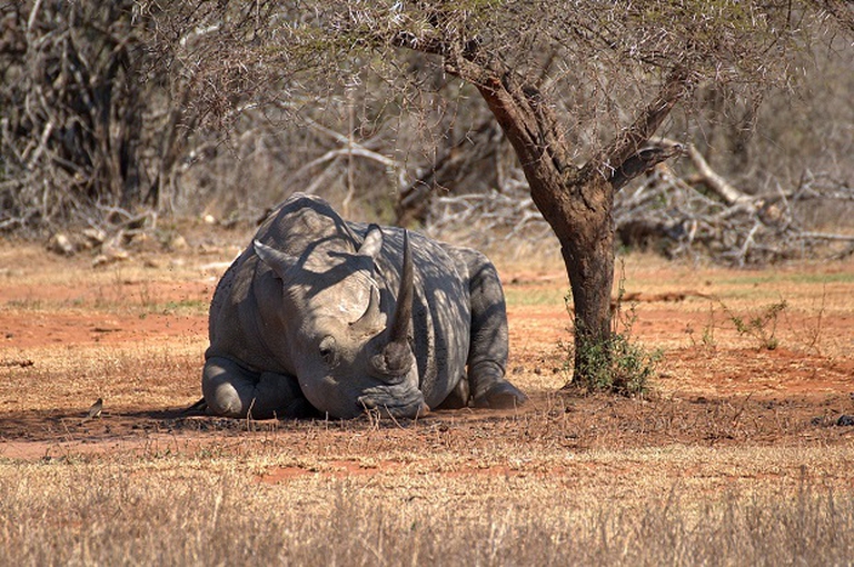 rinoceronte all'ombra