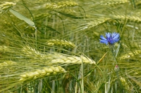 Organic farming