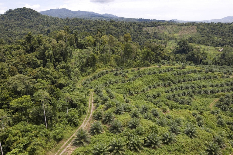 'New Britain Oil Palm Limited' palm plantation, near Kimbe, West New Britain Island, Papua New Guinea, Wednesday 24th September 2008.