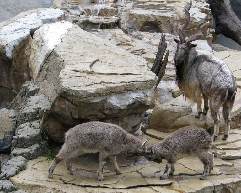 markhor animali
