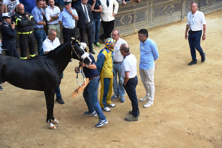 Il cavallo ribelle Tornasol