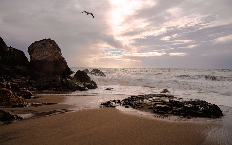 biodiversità in California