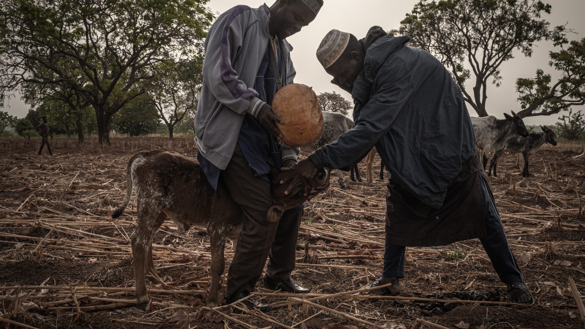 Allevatori peul, in Benin