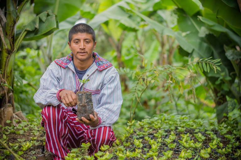 Coltivatore di caffè guatemalteco
