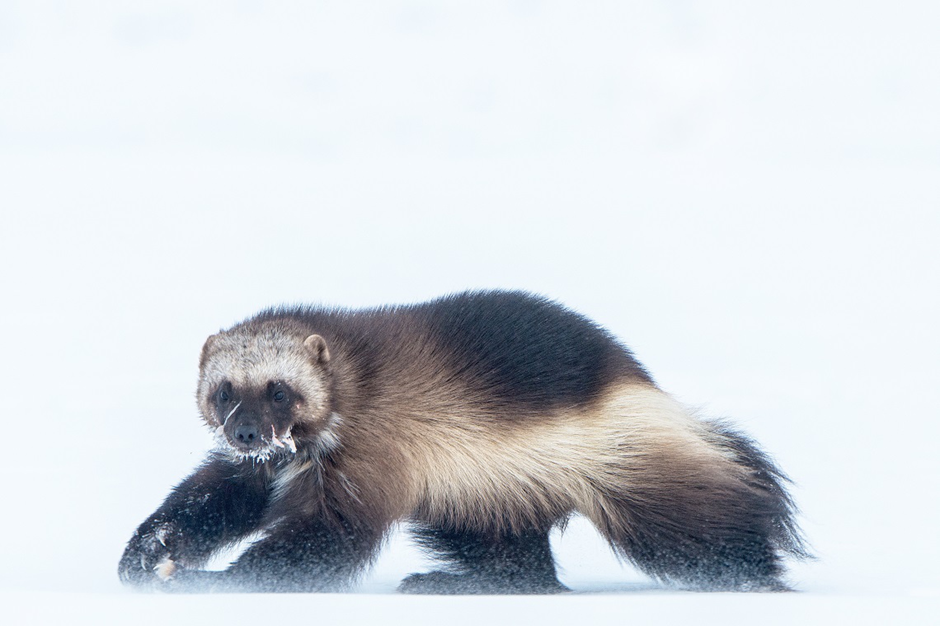 Wolverine, Arctic Snow Machine, Peter MatherWorld Press Photo 2020