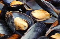 Le microplastiche attaccano persino cozze, gamberi e sale