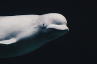 Chi era Hvaldimir, il beluga sospettato di essere una spia russa