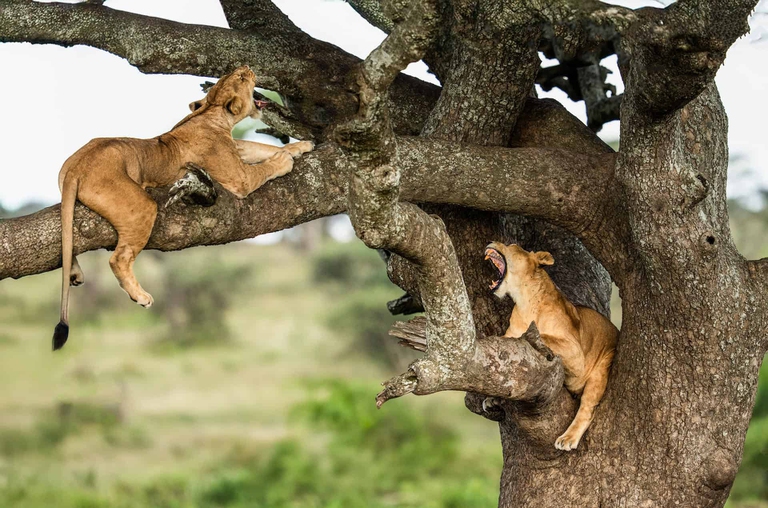 safari tanzania