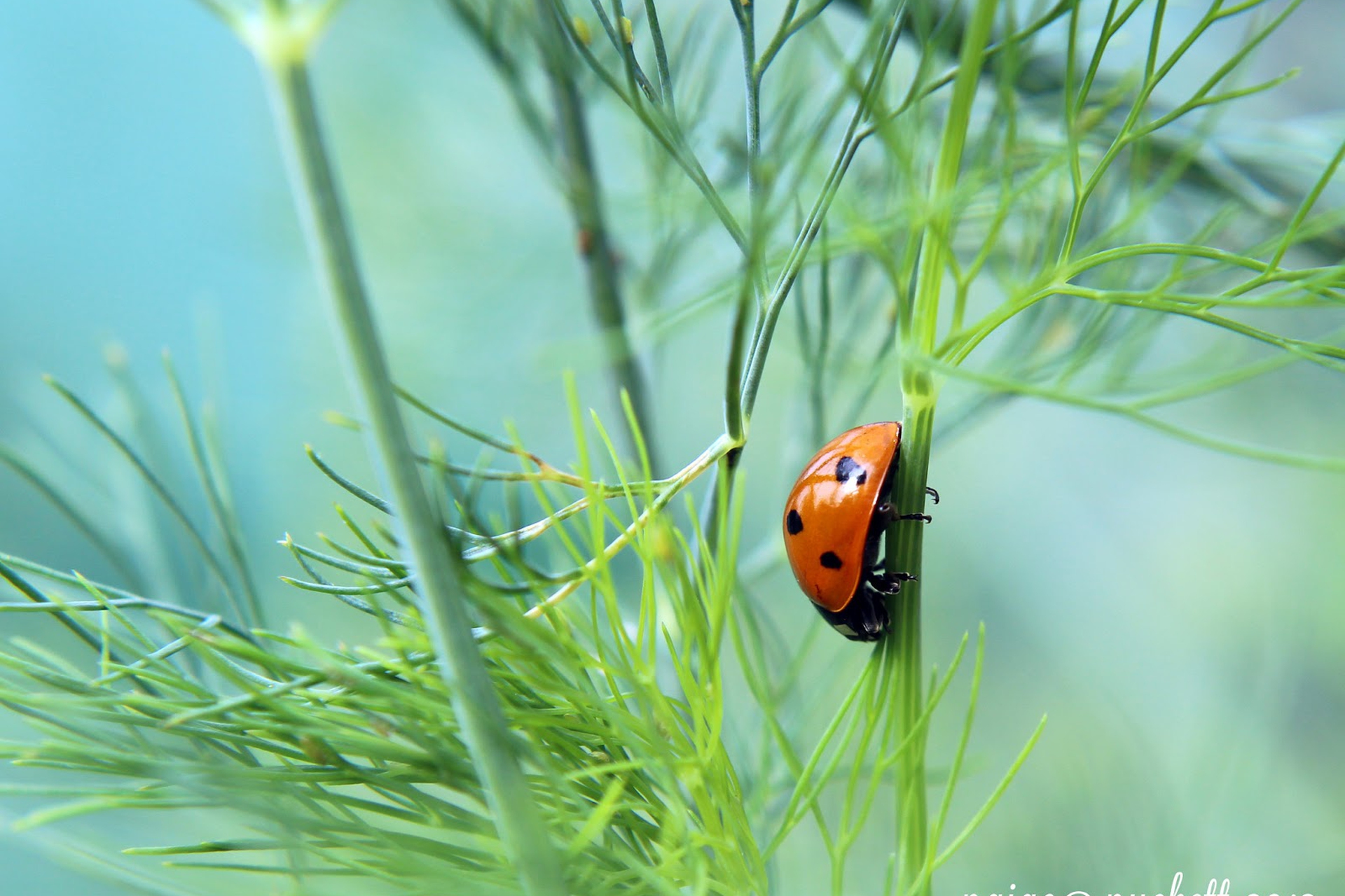 10 plants to attract ladybugs in your garden LifeGate