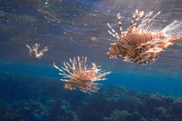 Il Mediterraneo è sempre più tropicale, anche le specie che lo abitano