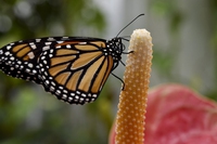 In Messico si decide il futuro della biodiversità, è in corso la Cop 13
