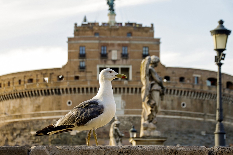 Un gabbiano a Castel Sant'Angelo a Roma