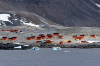 Antartide: 20,7 gradi centigradi e paesaggio arido. Così il clima sconvolge la Terra