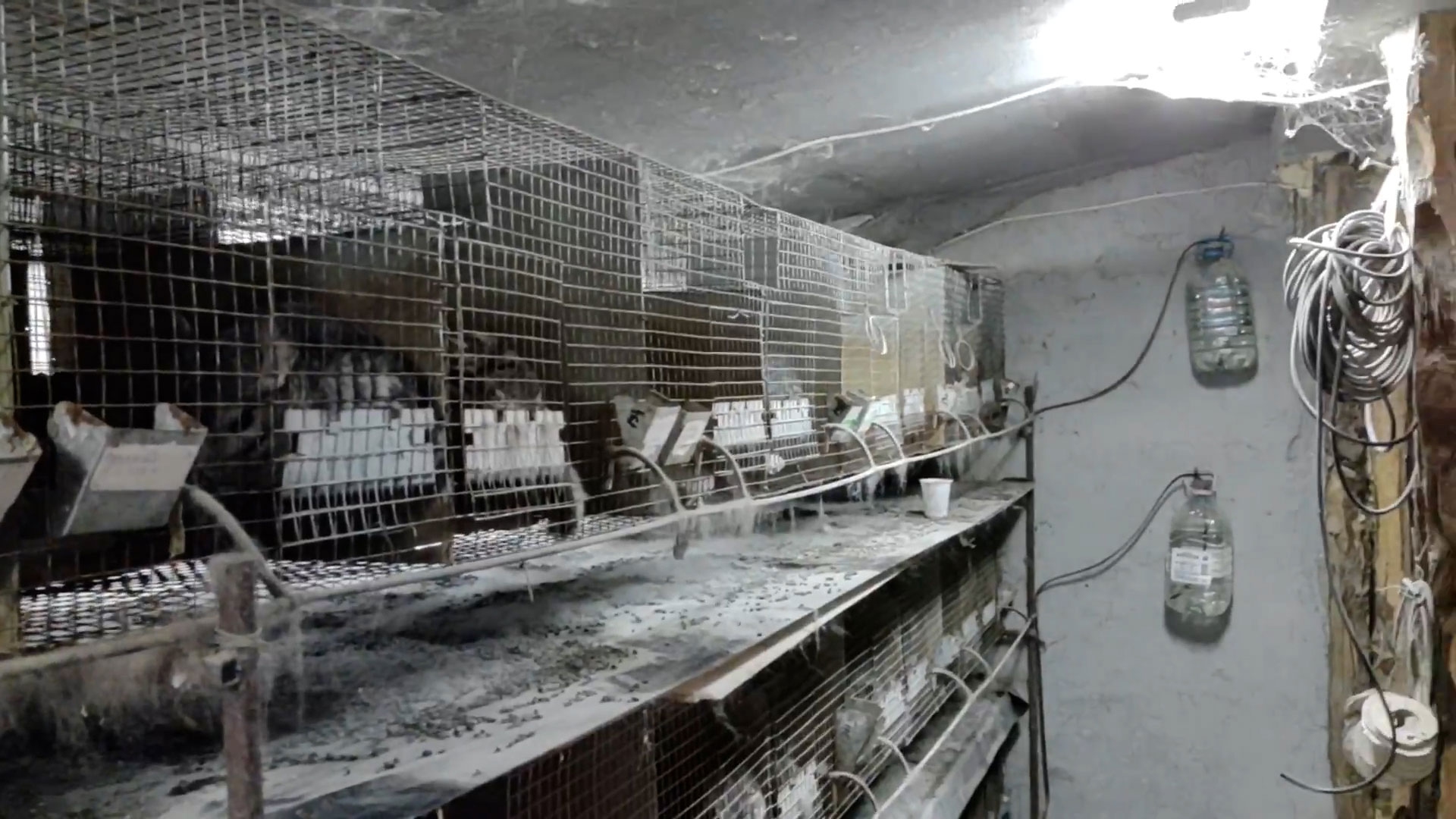 Allevamento intensivo