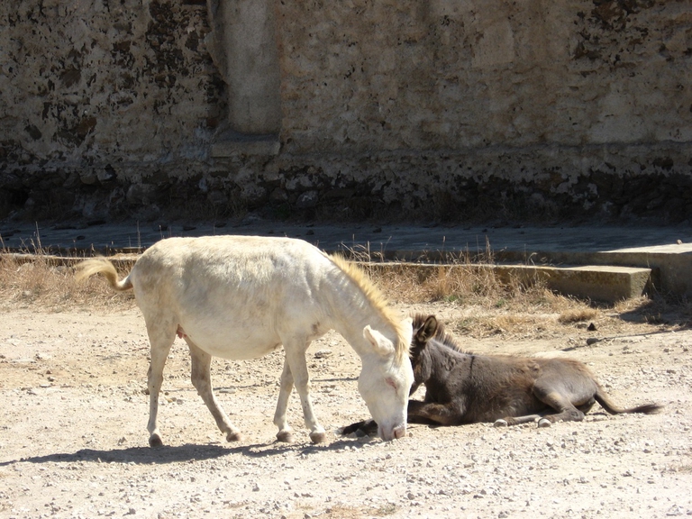 Gli asini bianchi dell'isola dell'Asinara