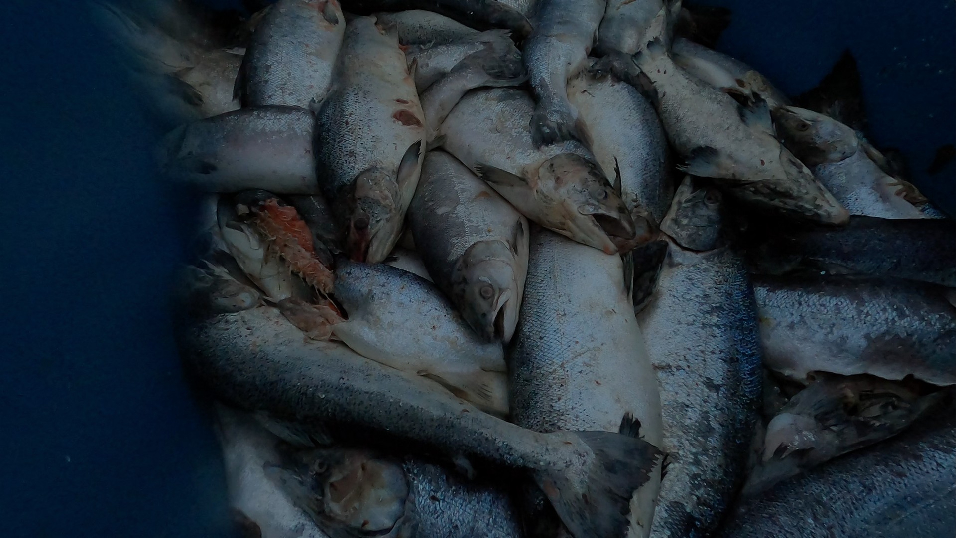 Gli investigatori hanno scoperto una serie di cassonetti pieni di pesci morti