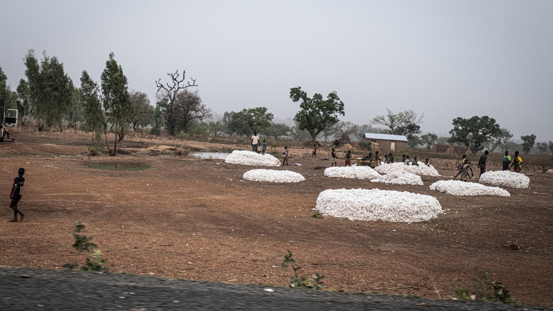 Campi di cotone in Benin