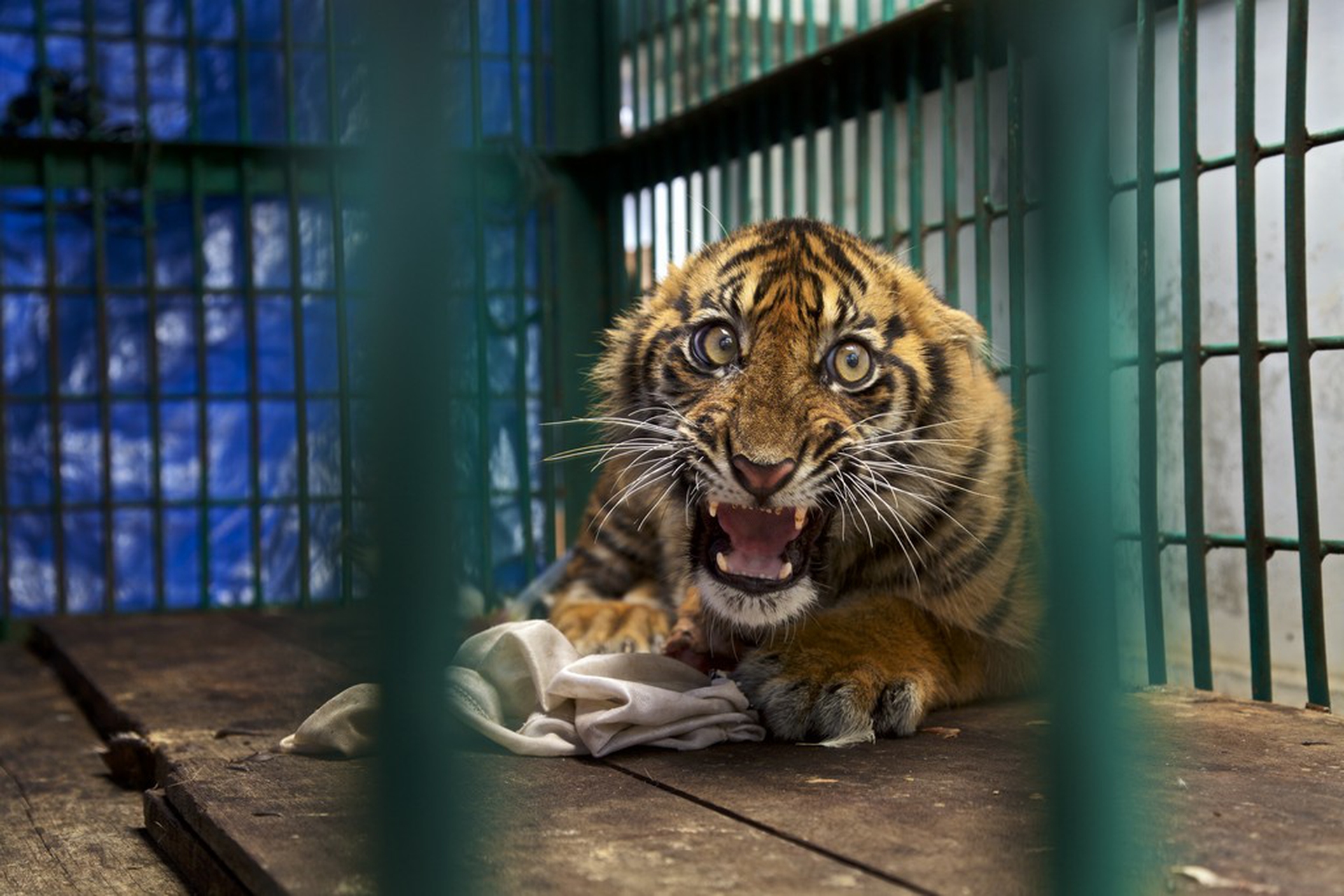 Saved but caged © Steve Winter/Wildlife Photographer of the Year