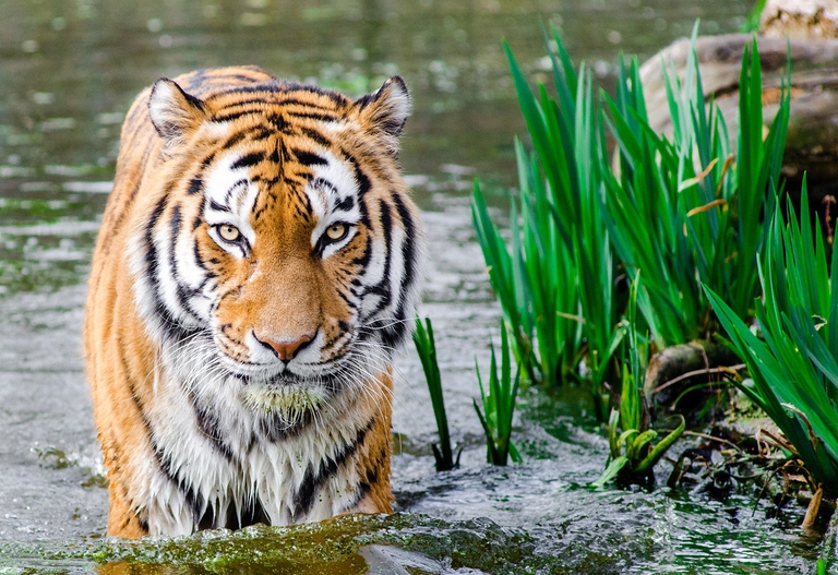 Tigre del Bengala mentre attraversa un fiume