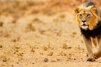 Il Botswana autorizza il fracking nel parco nazionale Kgalagadi condannando la natura