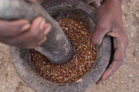 Teff, il super cereale senza glutine
