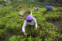 India, tea plantations with sustainable certifications violate labour rights