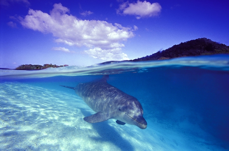 I  delfini sono mammiferi marini, animali selvatici che vivono nei mari e negli oceani