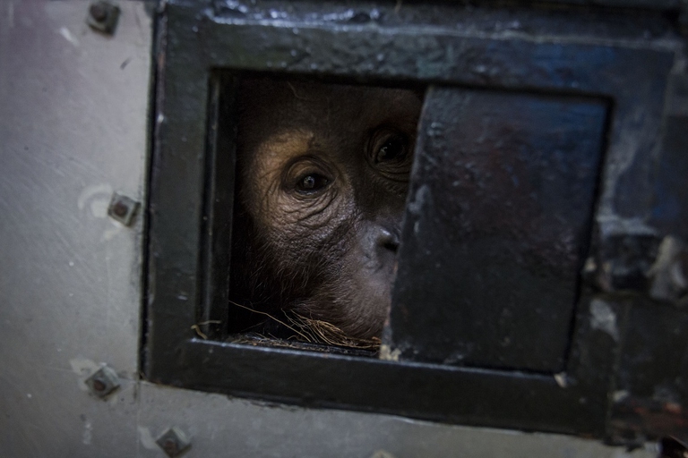 Orango soccorso in un apposito centro in Indonesia