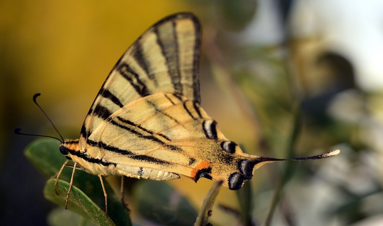 Papilio machaon posato su un olivo