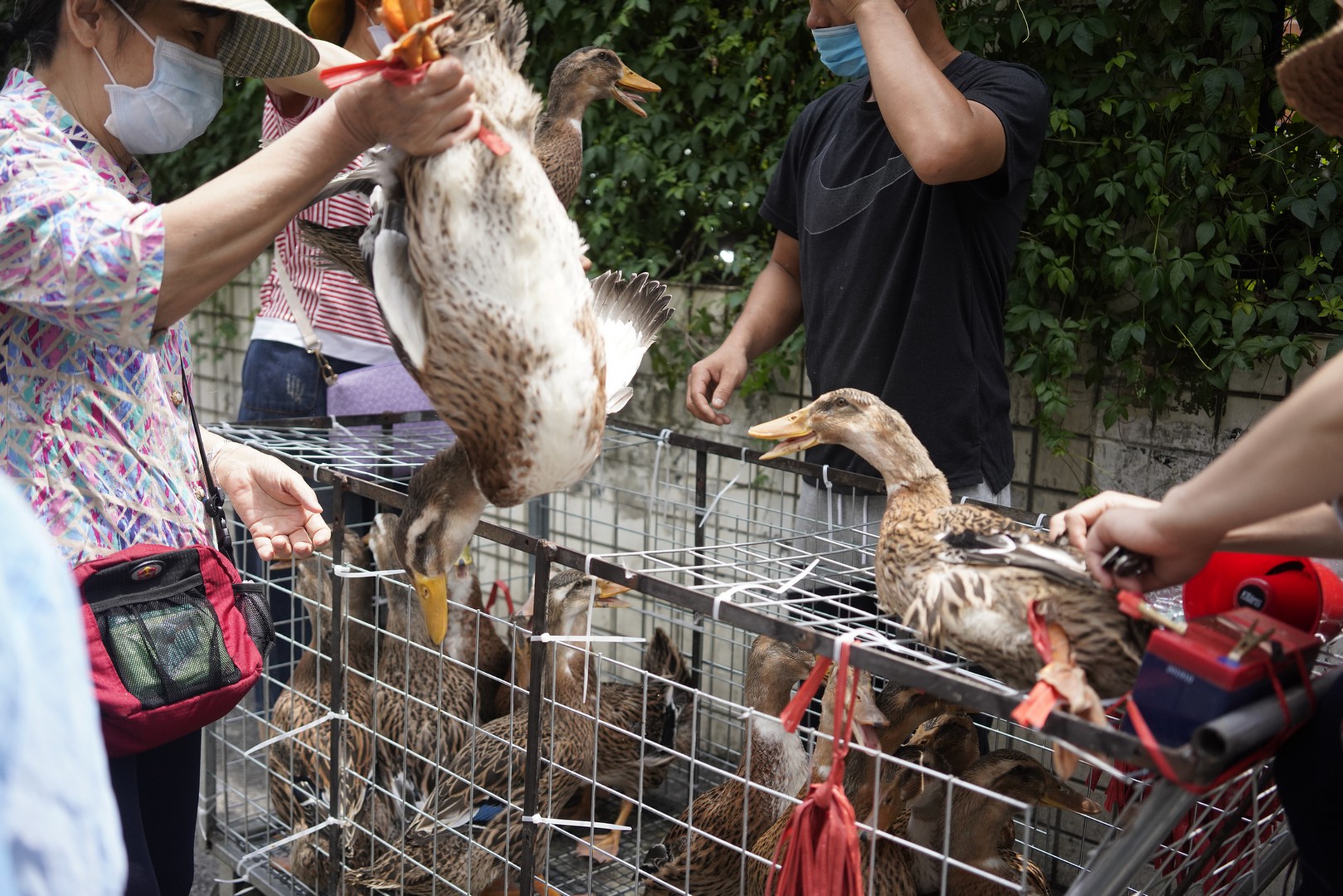 Un’immagine dai wet market in Cina