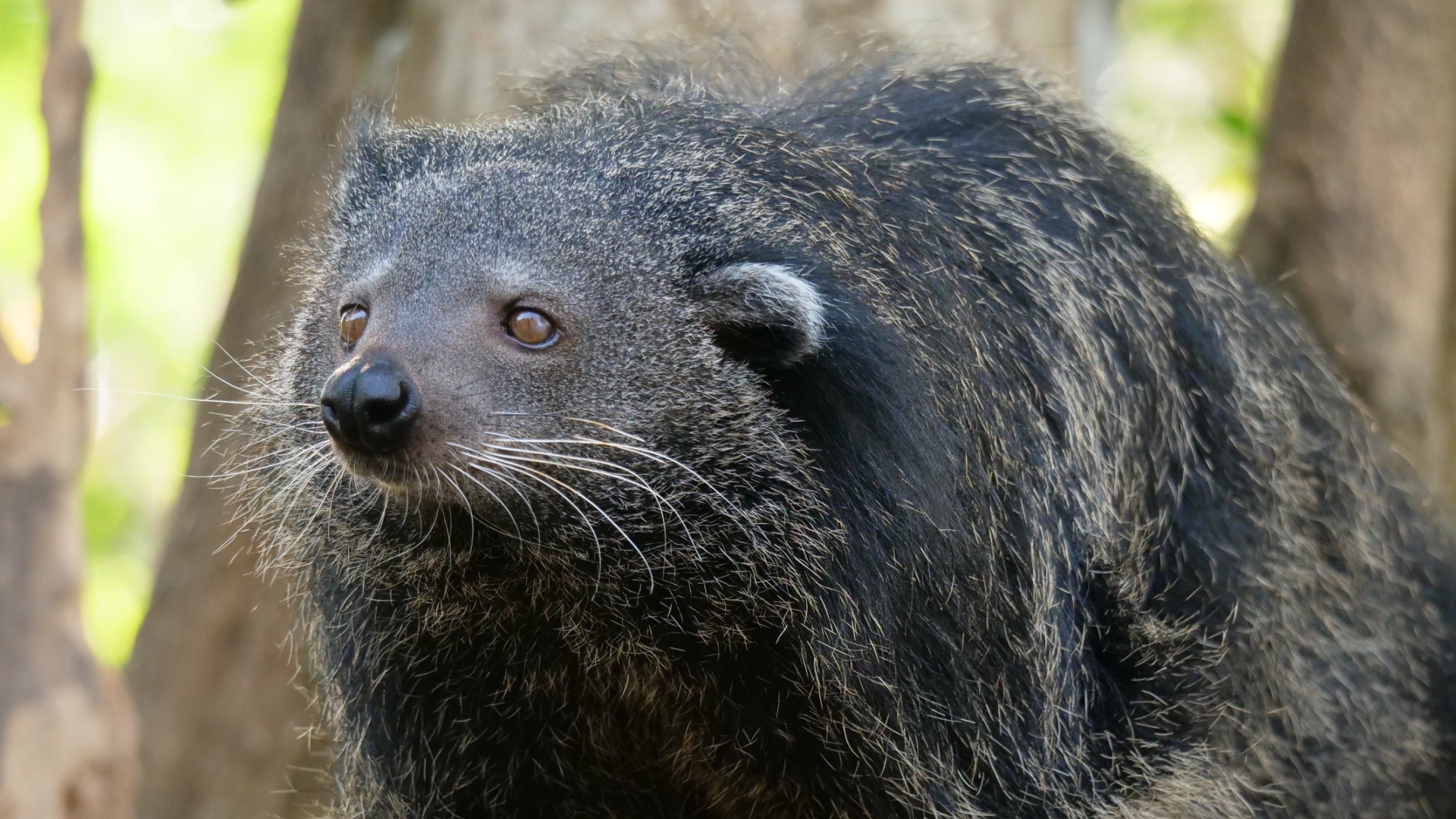 Un esemplare di Binturong, nel Santuario di Umphang
