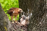 Stati Uniti, i cuccioli di falco si lanciano dal nido per sfuggire al caldo