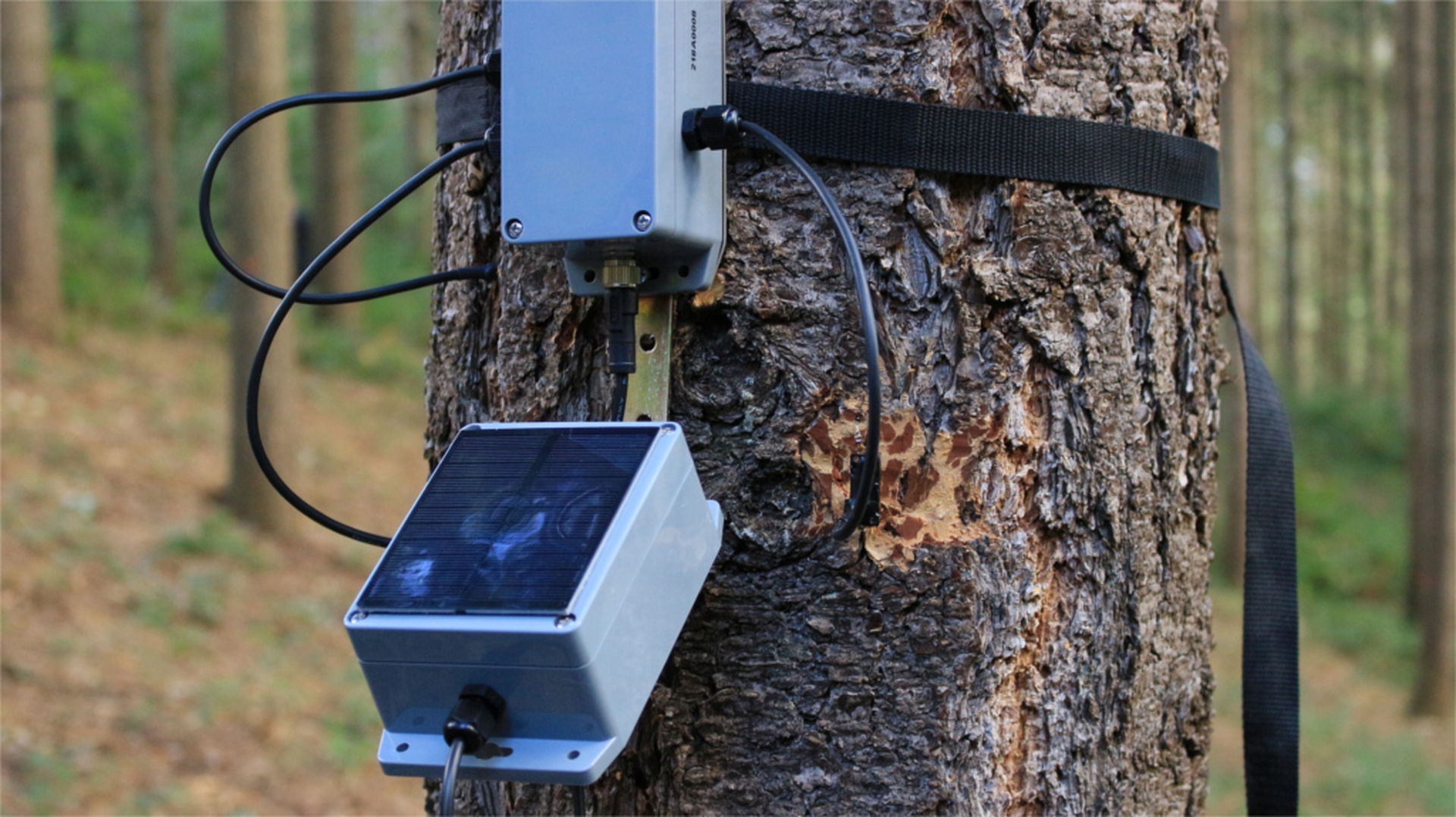 Pannello solare del talking tree