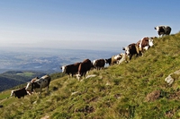 A Cheese 2023 si racconta come il pascolo rigenerativo può salvare i prati stabili