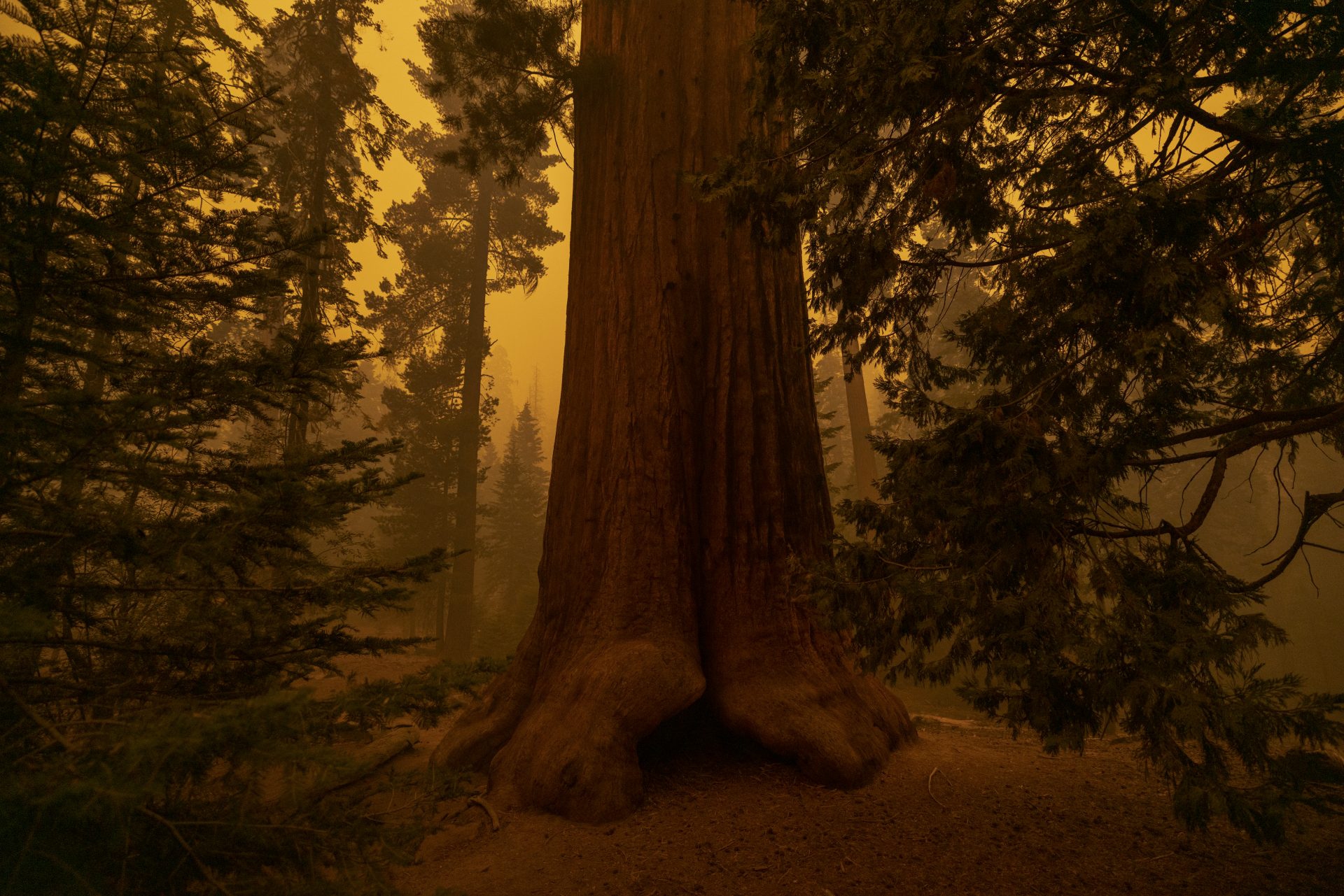 Le fiamme stanno divorando le sequoie più antiche del mondo