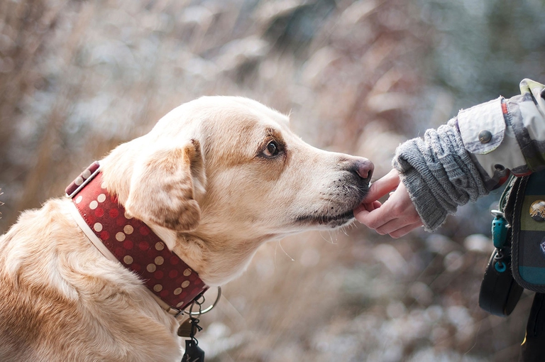 È bene insegnare ai nostri cani a non accettare cibo dagli estranei 