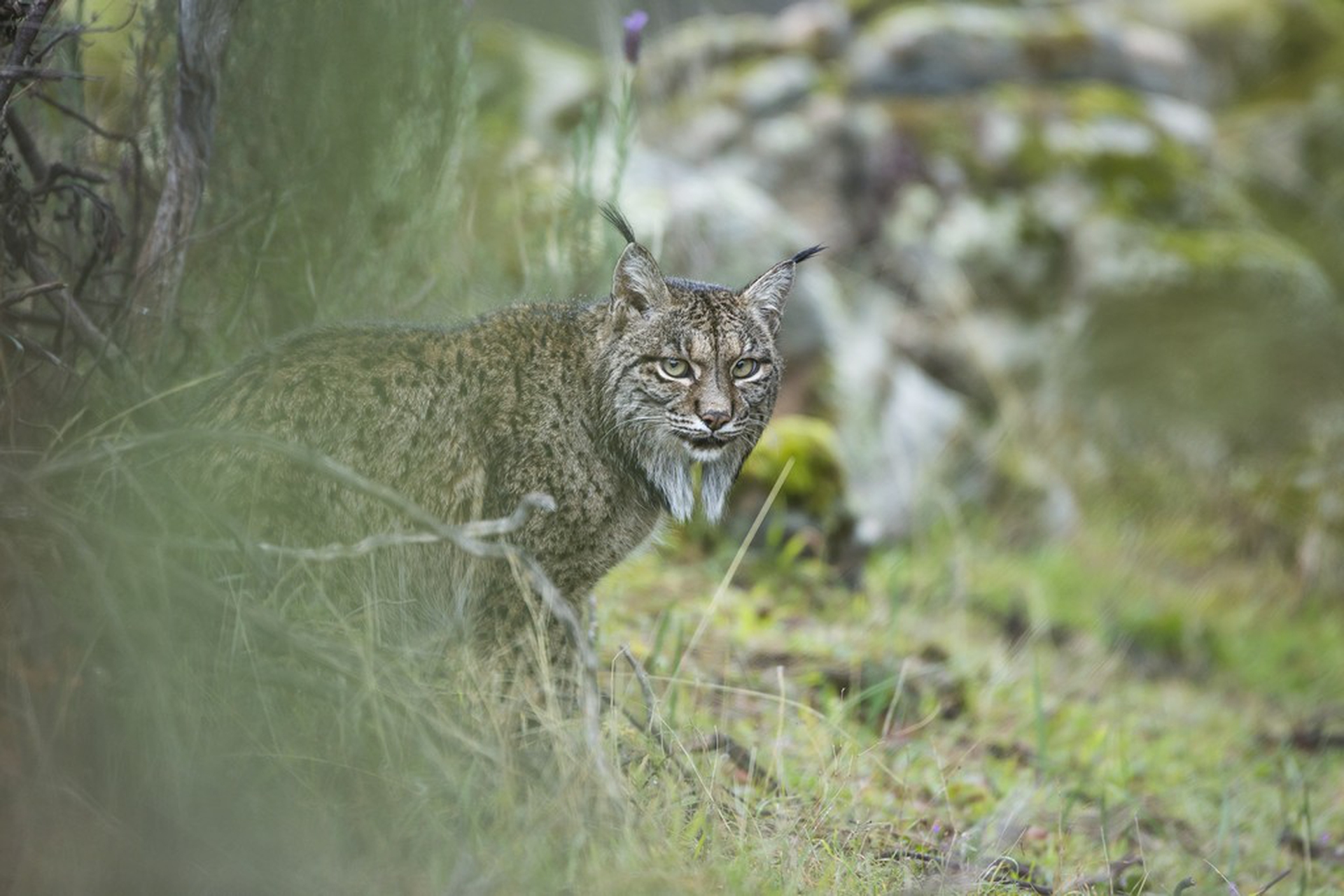 Glimpse of a lynx © Laura Albiac Vilas/Wildlife Photographer of the Year