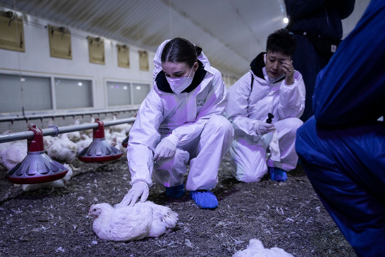 Joaquin Phoenix Animal Equality