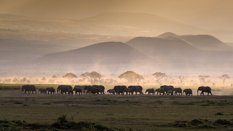 bbc news botswana elephants