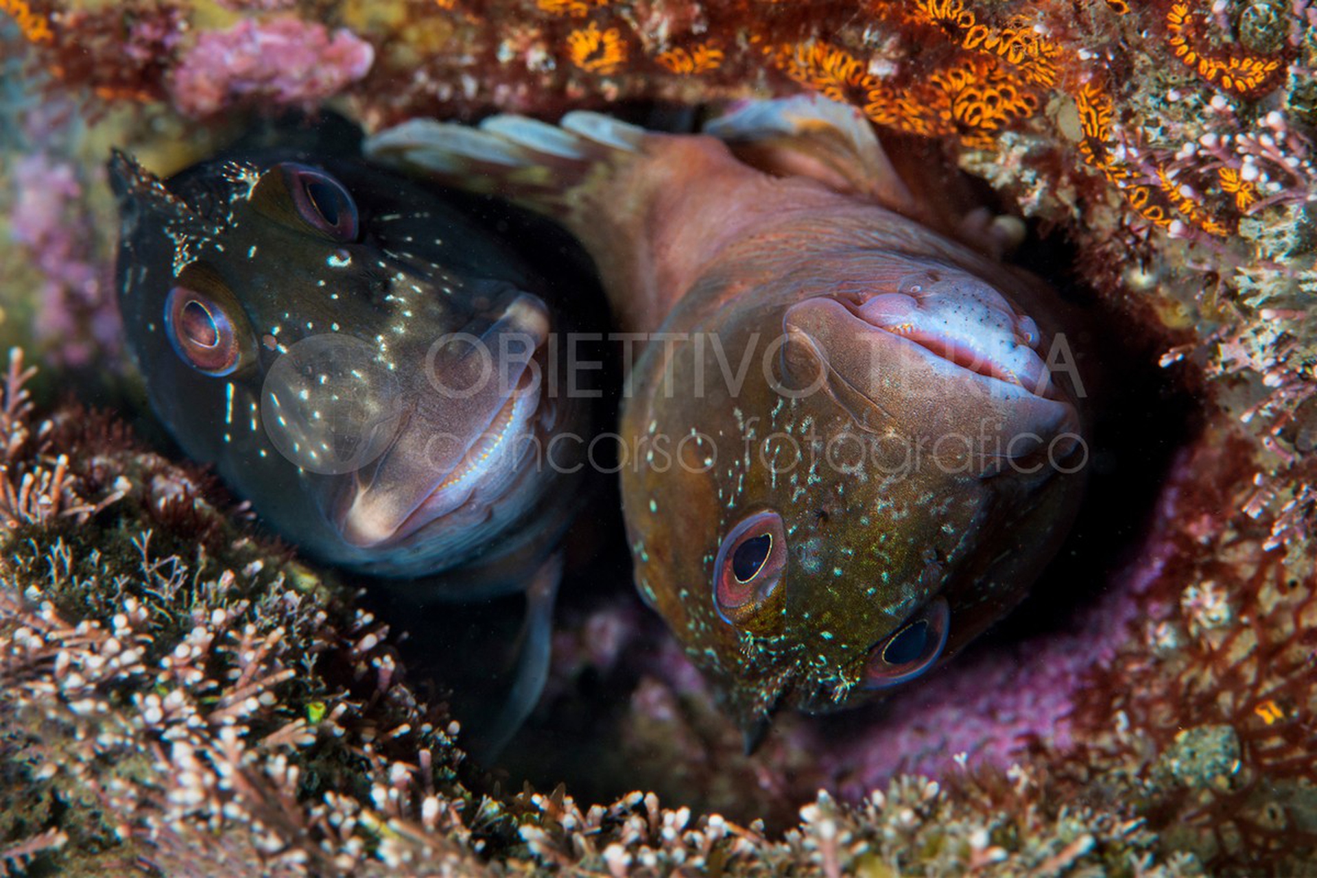 Area marina protetta Parco Sommerso di Gaiola (Campania)