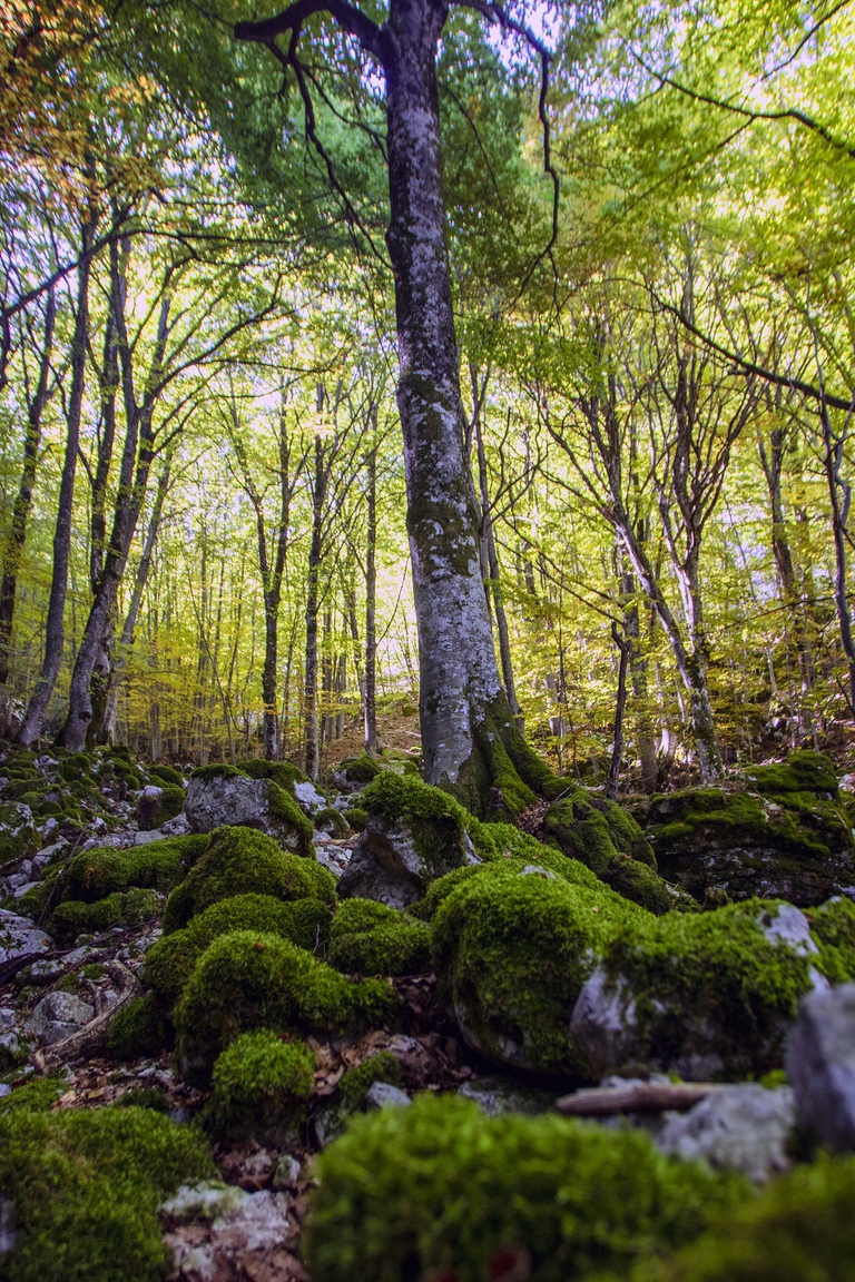 Faggeta nel parco nazionale d'Abruzzo