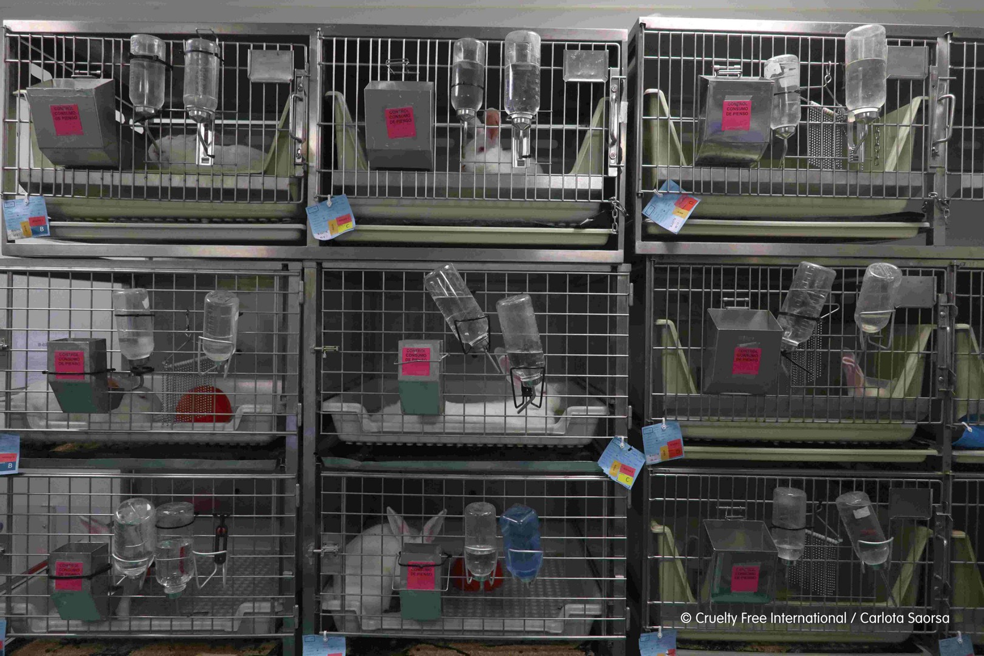 I conigli detenuti nel laboratorio