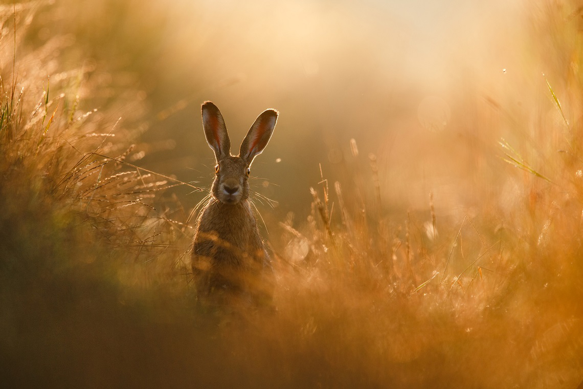 Gesamtsieger_K2_1_peter_lindel_a_hares_dream