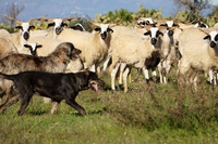 Cani da guardiania e da gregge, un lavoro che va rispettato e tutelato